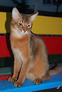 Сомалийский кот Зидан